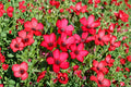 Scarlet Flax Seeds, Linum grandiflorum rubrum, Annual Wildflower, Red Bloom, Garden Flower, 100 Seeds