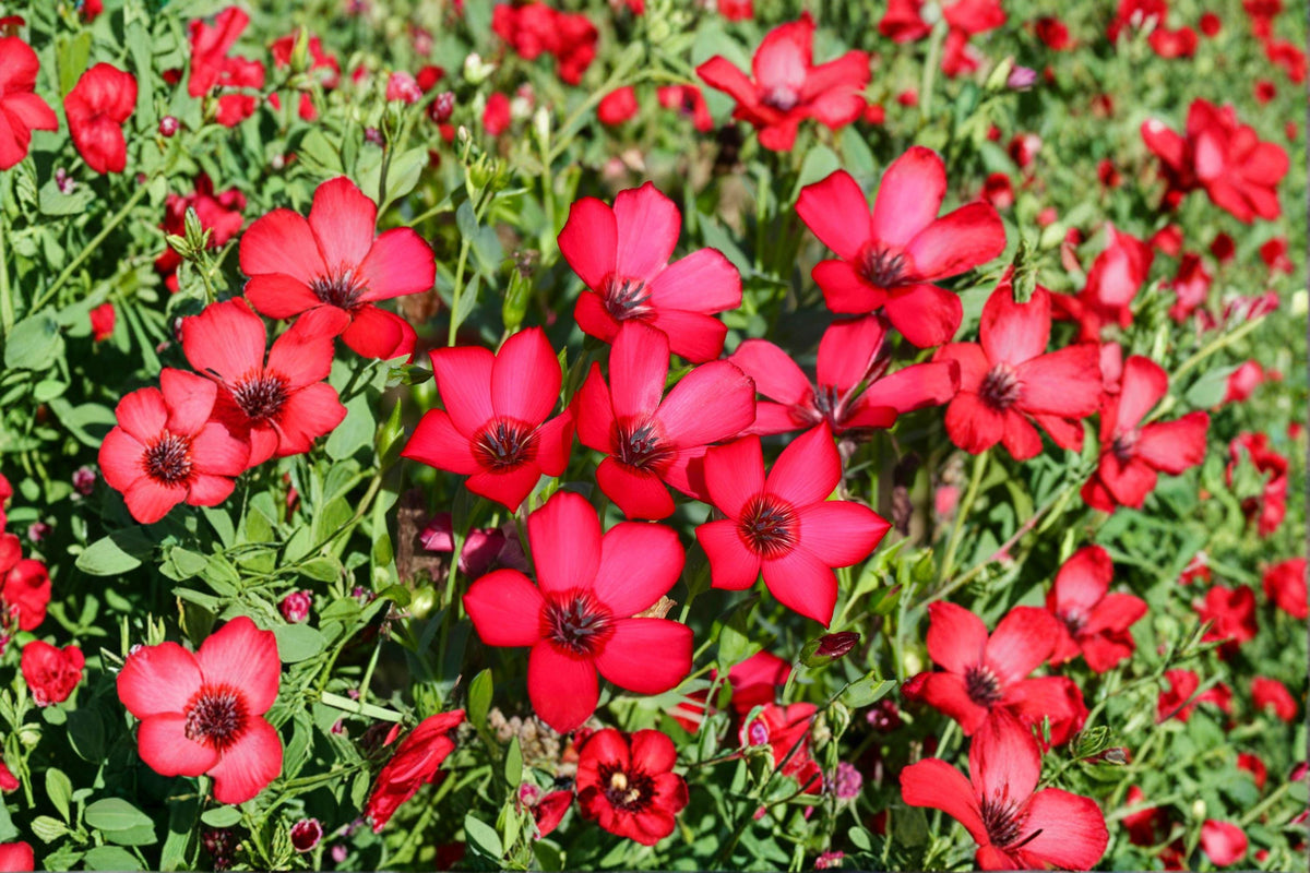 Scarlet Flax Seeds, Linum grandiflorum rubrum, Annual Wildflower, Red Bloom, Garden Flower, 100 Seeds
