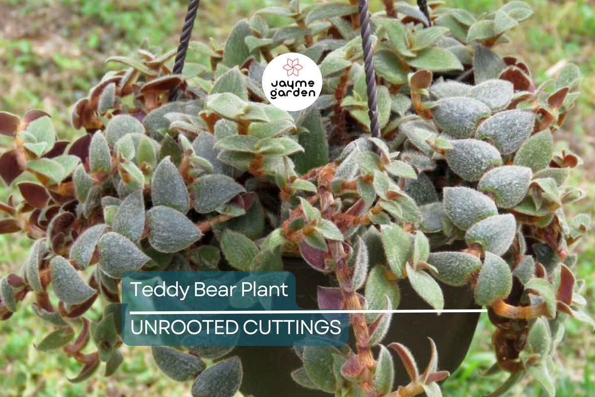 Teddy Bear Plant Cuttings – 4+ Healthy Unrooted Propagation Cuttings for Indoor Houseplants and Succulent Growth