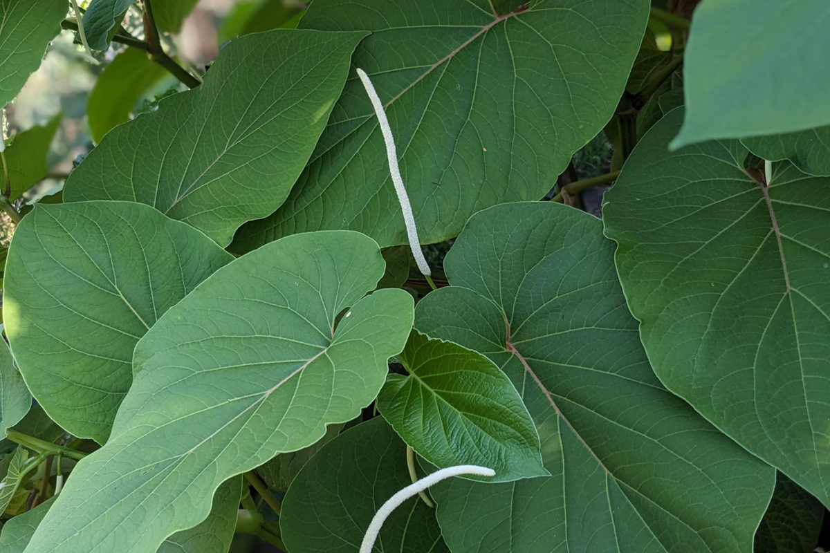 Piper Auritum Root Beer Plant Starter Plants – Edible Mexican Pepperleaf, Ornamental Herb, Aromatic Leaves