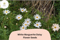 White Marguerite Daisy Seeds | Argyranthemum frutescens | Pollinator-Friendly Garden Flowers | 200+ Seeds