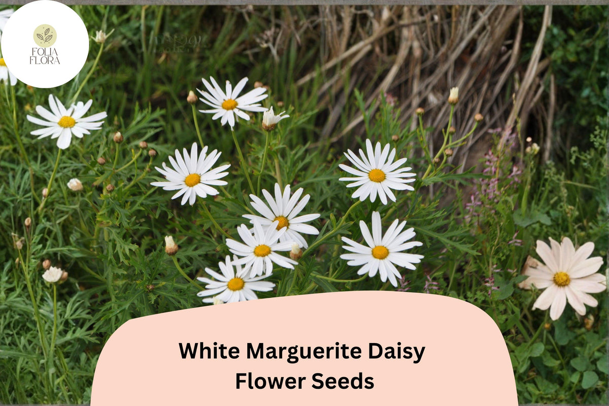 White Marguerite Daisy Seeds | Argyranthemum frutescens | Pollinator-Friendly Garden Flowers | 200+ Seeds