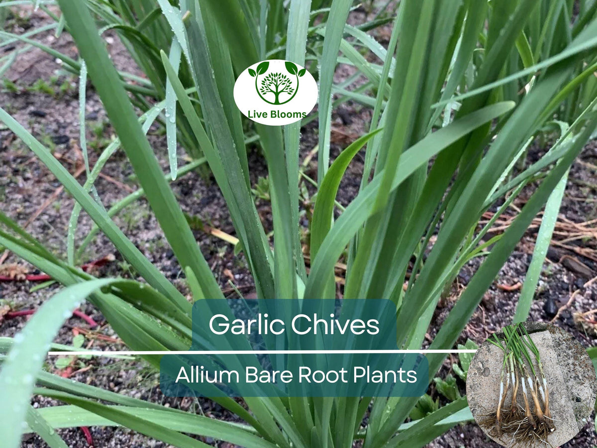 35 Garlic Chives Plants - Organic Bare Root Allium tuberosum, Edible Perennial Herb, Non-GMO, Hardy Garden Starter