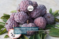 Thai Purple Sugar Apple Seeds – Rare Exotic Fruit Tree, Annona squamosa, Tropical Fruit Tree, Container-Friendly, Sweet Flavor