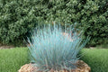 100 Little Bluestem Seeds – Native Prairie Grass, Schizachyrium scoparium, Drought-Tolerant Perennial for Native Gardens