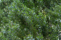 Lombardy Poplar Tree Cuttings – Fast-Growing Privacy Trees, Columnar Shape, Live Plantings, Populus nigra 'Italica'