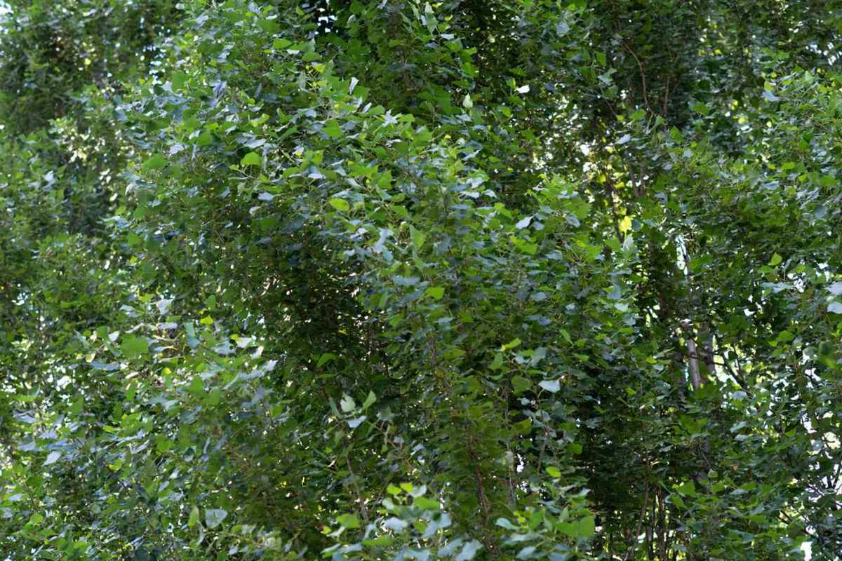 Lombardy Poplar Tree Cuttings – Fast-Growing Privacy Trees, Columnar Shape, Live Plantings, Populus nigra 'Italica'