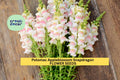 1000+ Potomac Appleblossom Snapdragon Seeds – Soft Pink & Cream Blooms for Garden Planting, Tall Spikes for Bouquets – USA