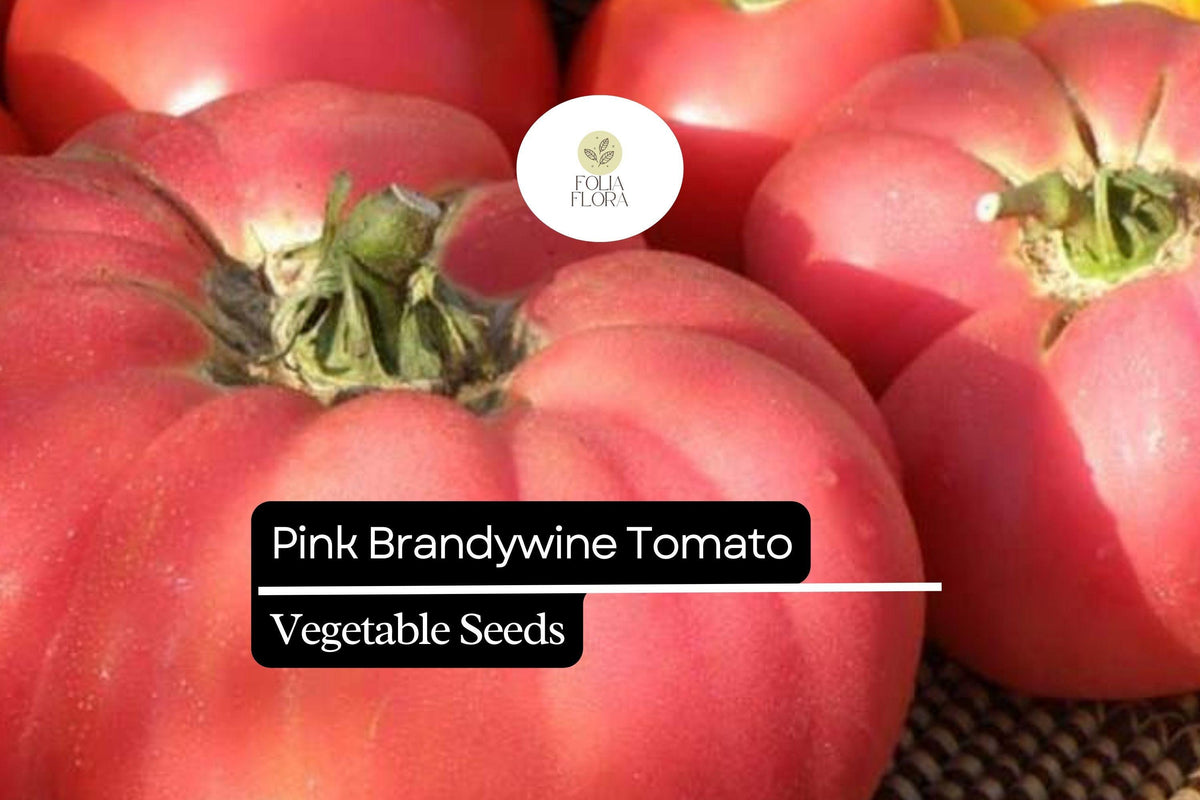 Pink Brandywine Tomato Seeds - Heirloom, Juicy, Large Pink Fruits, Solanum lycopersicum, Indeterminate, Gourmet Garden Plant