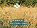 Bulk Prairie Grass Seeds - Native, Drought Tolerant, Fast-Growing Ornamental Grass for Landscaping, Erosion Control, Wildflower Gardens