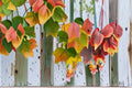 Acer grosseri Snakebark Maple Seeds – Green Bark, Ornamental Deciduous Tree, Rare Botanical Collection