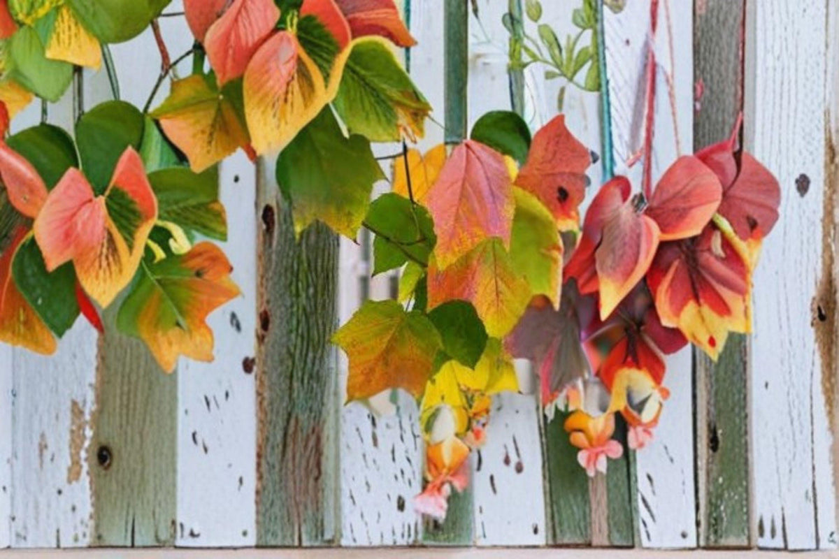 Acer grosseri Snakebark Maple Seeds – Green Bark, Ornamental Deciduous Tree, Rare Botanical Collection