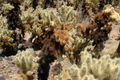 Cylindropuntia Bigelovii Teddy Bear Cholla Cactus Cutting Segment 3-5" Succulent Propagation Plant