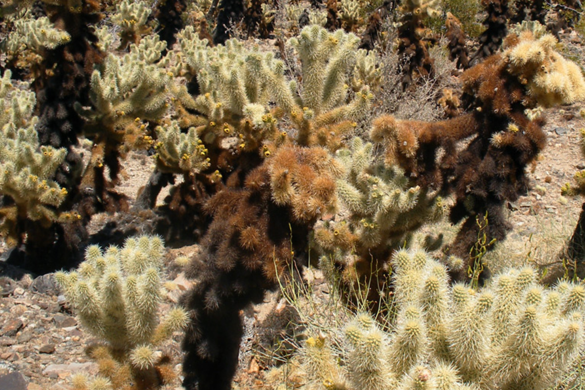 Cylindropuntia Bigelovii Teddy Bear Cholla Cactus Cutting Segment 3-5" Succulent Propagation Plant