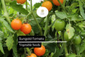 10 Seeds Sungold Tomato Hybrid Cherry Seeds - Vibrant Orange, Sweet, Prolific, Disease-Resistant Solanum lycopersicum