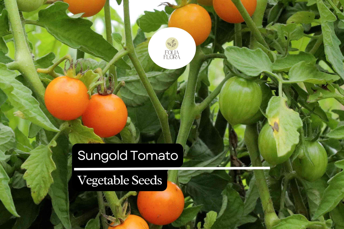 10 Seeds Sungold Tomato Hybrid Cherry Seeds - Vibrant Orange, Sweet, Prolific, Disease-Resistant Solanum lycopersicum