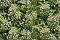 100 Seeds Eryngium yuccifolium Rattlesnake Master Perennial Wildflower Native Prairie Pollinator Drought-Tolerant Plant