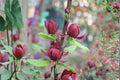 Sweetshrub Plants 1-2 ft Tall, Fragrant Garden Shrubs, Calycanthus floridus, Ornamental Flowering Bushes