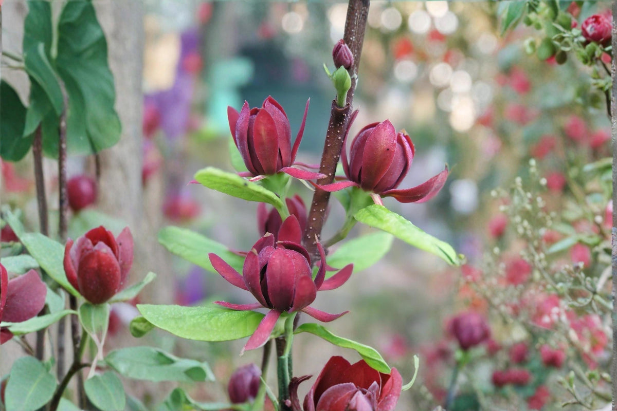 Sweetshrub Plants 1-2 ft Tall, Fragrant Garden Shrubs, Calycanthus floridus, Ornamental Flowering Bushes