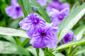 Mexican Petunia Cuttings - 10 Fresh Purple Perennial Butterfly & Hummingbird Magnet - Ruellia simplex