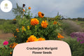 Crackerjack Marigold Seeds | Large Bright Orange & Yellow Flowers | Tagetes erecta | Heirloom Annual for Garden Borders & Cut Flowers
