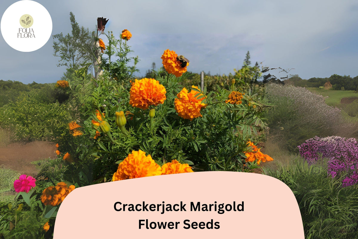Crackerjack Marigold Seeds | Large Bright Orange & Yellow Flowers | Tagetes erecta | Heirloom Annual for Garden Borders & Cut Flowers