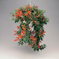 3 Stems Goldfish Plant with Roots – Columnea gloriosa Rare Red Flowers Indoor Houseplant Starter