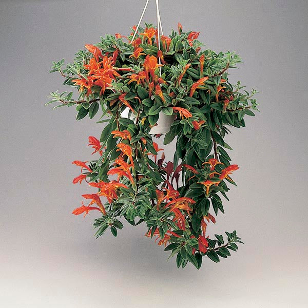 3 Stems Goldfish Plant with Roots – Columnea gloriosa Rare Red Flowers Indoor Houseplant Starter