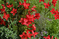 Standing Cypress Seeds – Ipomopsis rubra – Red Native Wildflower for Pollinators & Hummingbirds