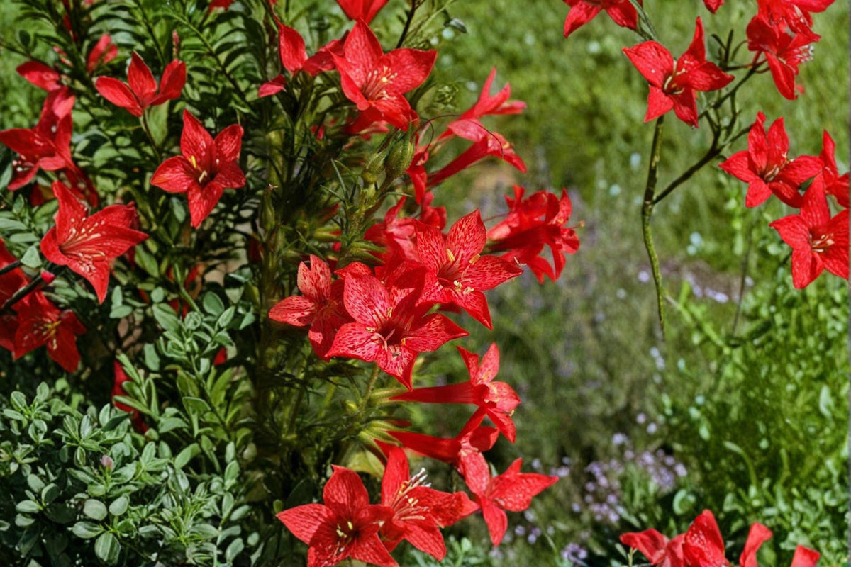Standing Cypress Seeds – Ipomopsis rubra – Red Native Wildflower for Pollinators & Hummingbirds