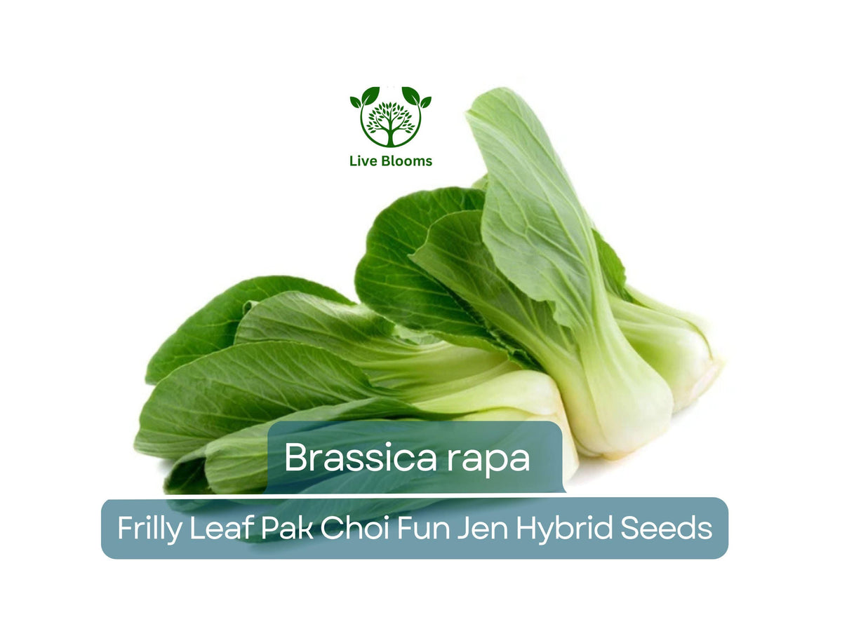 Frilly Leaf Pak Choi Seeds – Hybrid Brassica rapa for Home Gardens, Fast-Growing, Nutritious, Cold Hardy, 180 Seeds