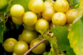 Carlos Bronze Muscadine Grape Live TC Plant | Self-Fertile Edible Vine for Wine & Juice | Cold Hardy Vitis