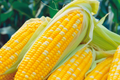 Sweet Corn Seeds - Serendipity Heirloom Non-GMO Variety for Home Gardening - Zea mays, 50 Seeds