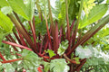 Victoria Rhubarb Seeds – Heirloom Perennial Vegetable with Large Stalks, Cold-Hardy Rheum rhabarbarum, 25 Seeds