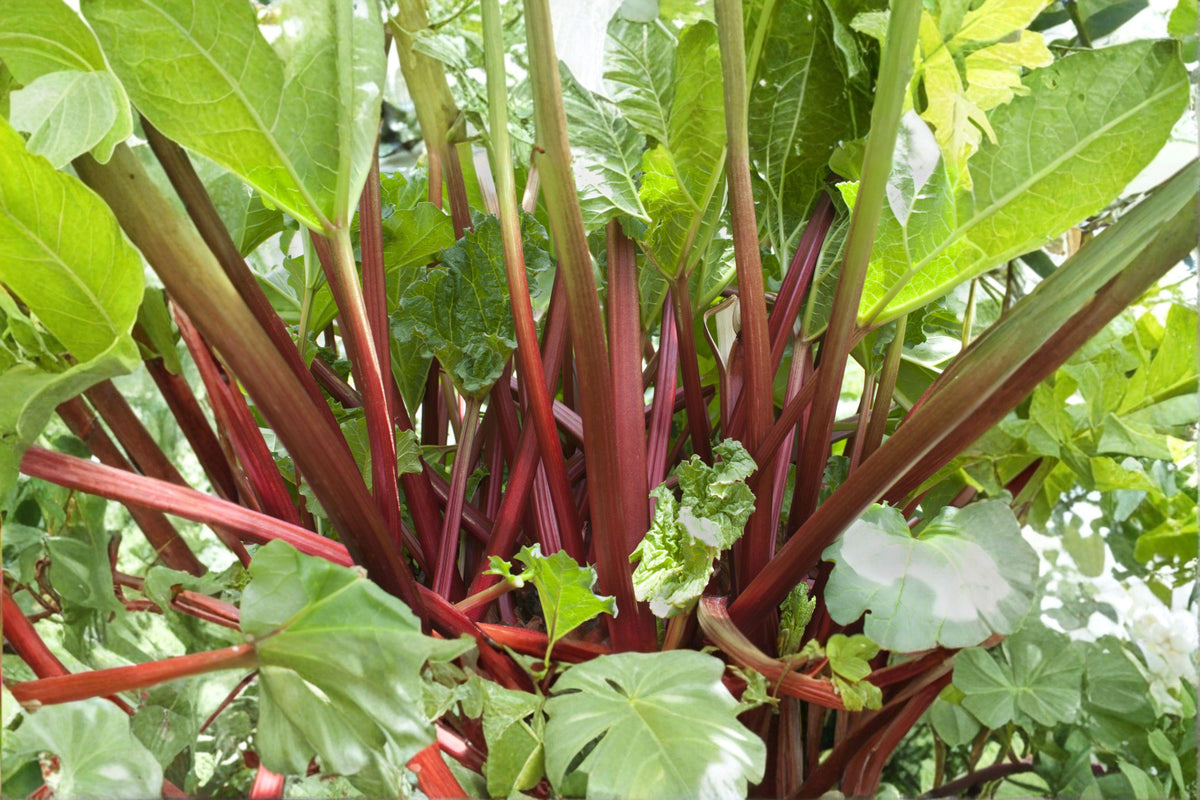 Victoria Rhubarb Seeds – Heirloom Perennial Vegetable with Large Stalks, Cold-Hardy Rheum rhabarbarum, 25 Seeds