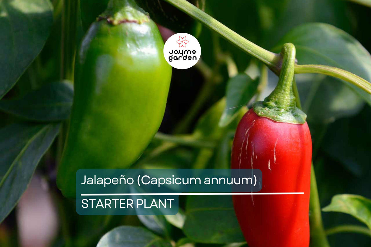 Jalapeño Pepper Plant Starter | 12-24" | Mild to Moderate Heat | Container & Garden Growth | Capsicum annuum