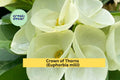 Crown of Thorns Cutting | Unrooted Euphorbia milii Succulent with White Flowers for Propagation & Indoor Gardens