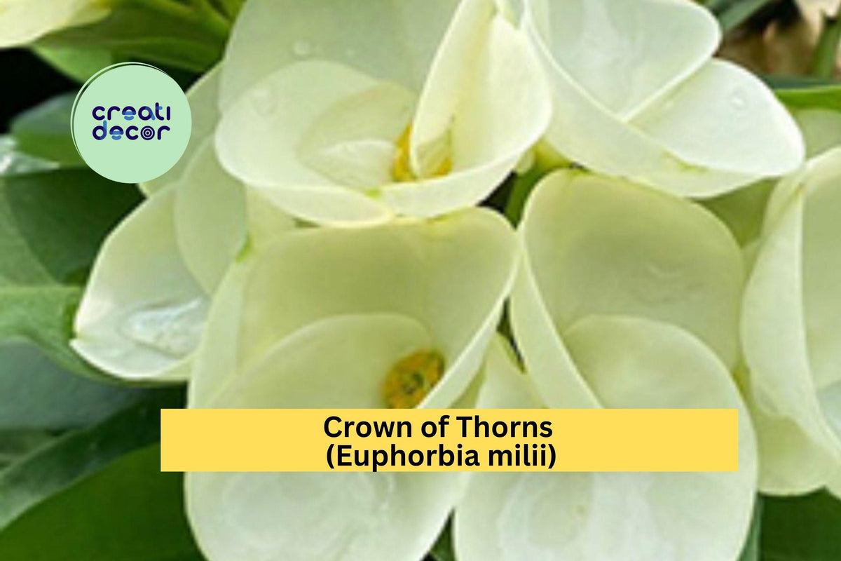 Crown of Thorns Cutting | Unrooted Euphorbia milii Succulent with White Flowers for Propagation & Indoor Gardens
