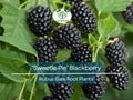 3 Live Bare Root Sweetie Pie Blackberry Plants – Thornless, Heat-Tolerant Rubus Hybrid for Edible Gardens