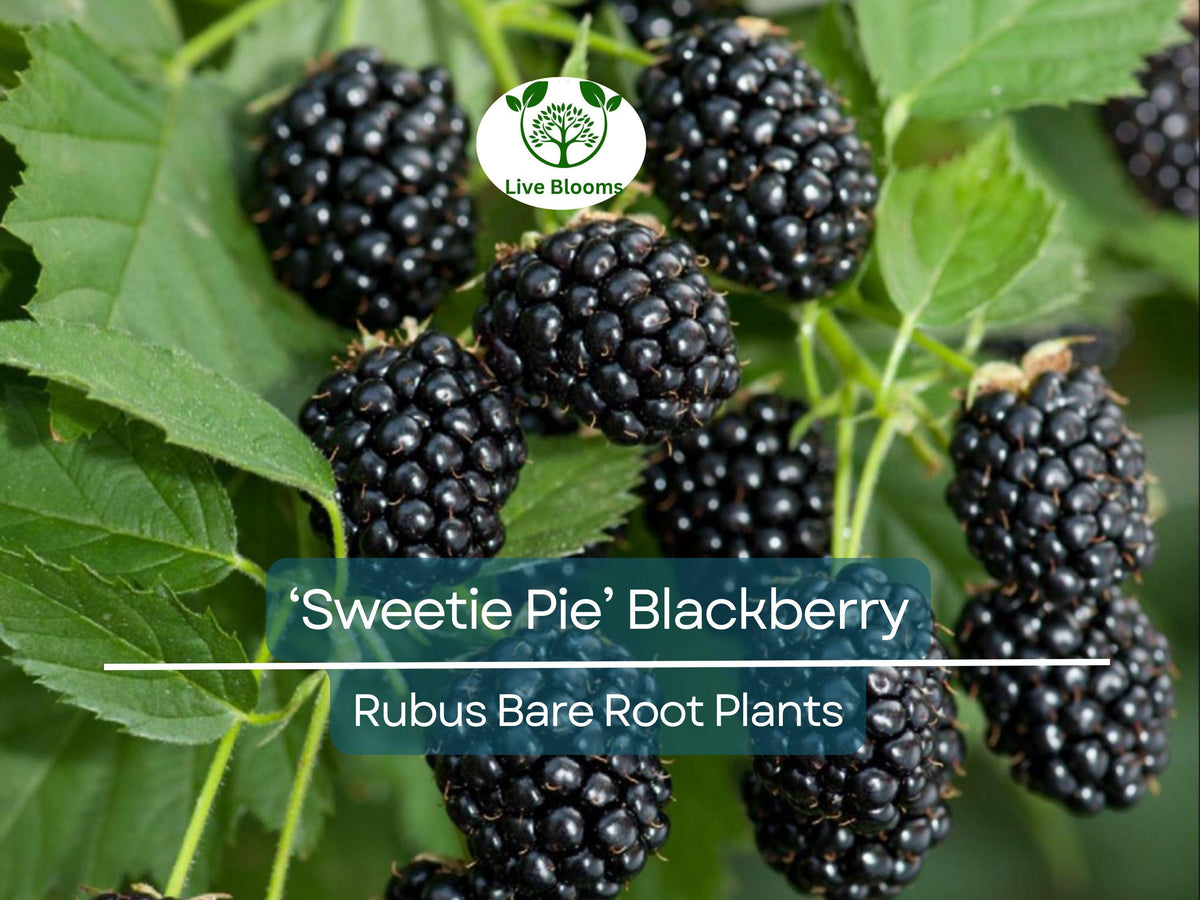 3 Live Bare Root Sweetie Pie Blackberry Plants – Thornless, Heat-Tolerant Rubus Hybrid for Edible Gardens