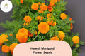 Hawaii Marigold Seeds | Tagetes erecta | Tall African Marigold with Large Yellow-Orange Blooms for Garden, Borders, Cut Flowers