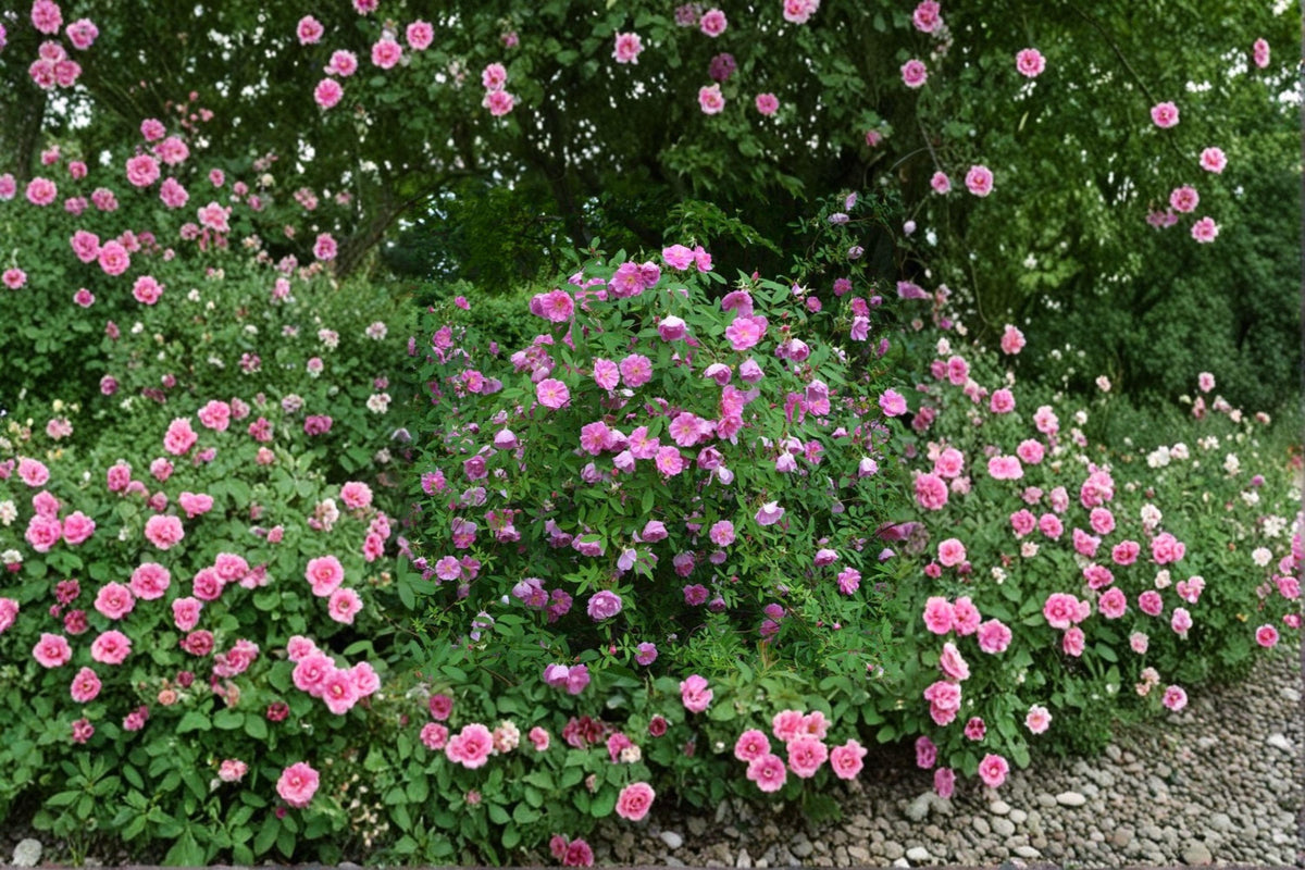 Rosa palustris Swamp Rose Seeds – Native Wetland Shrub with Fragrant Pink Blooms & Wildlife Benefits, 30 Seeds