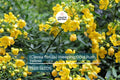Golden Shower Tree Seeds | Cassia fistula | Fast Growing Ornamental Tree with Yellow Weeping Flowers