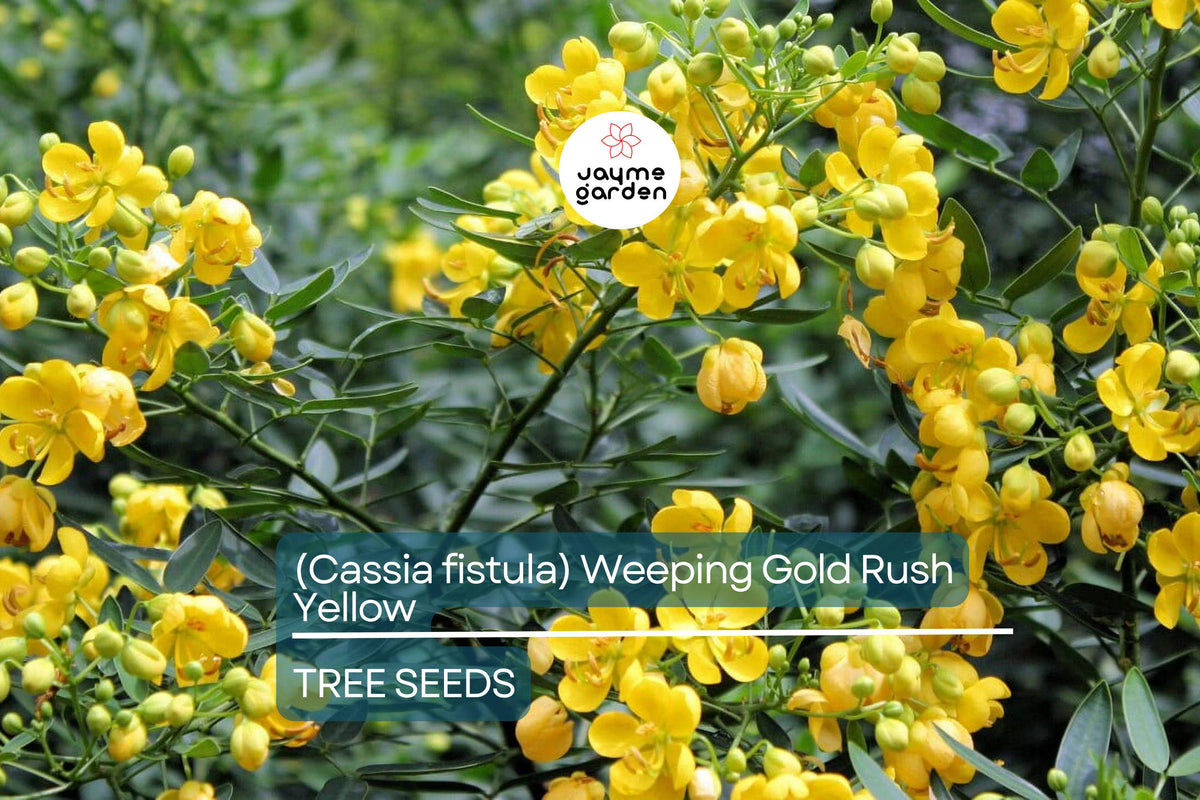 Golden Shower Tree Seeds | Cassia fistula | Fast Growing Ornamental Tree with Yellow Weeping Flowers