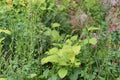 Virginia Knotweed Seeds – Native Woodland Perennial, Shade-Tolerant, White to Pink Flowers, Persicaria virginiana, 15 Seeds