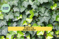 English Ivy Live Cuttings – 6-Pack Hedera helix, Organic Evergreen Vine for Ground Cover & Hanging Baskets, Hardy Zones 5–10
