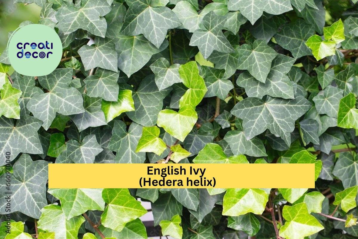 English Ivy Live Cuttings – 6-Pack Hedera helix, Organic Evergreen Vine for Ground Cover & Hanging Baskets, Hardy Zones 5–10