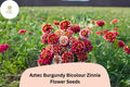 100+ Aztec Burgundy Bicolor Zinnia Seeds – Deep Burgundy & Yellow Blooms, Compact Annual, Zinnia haageana