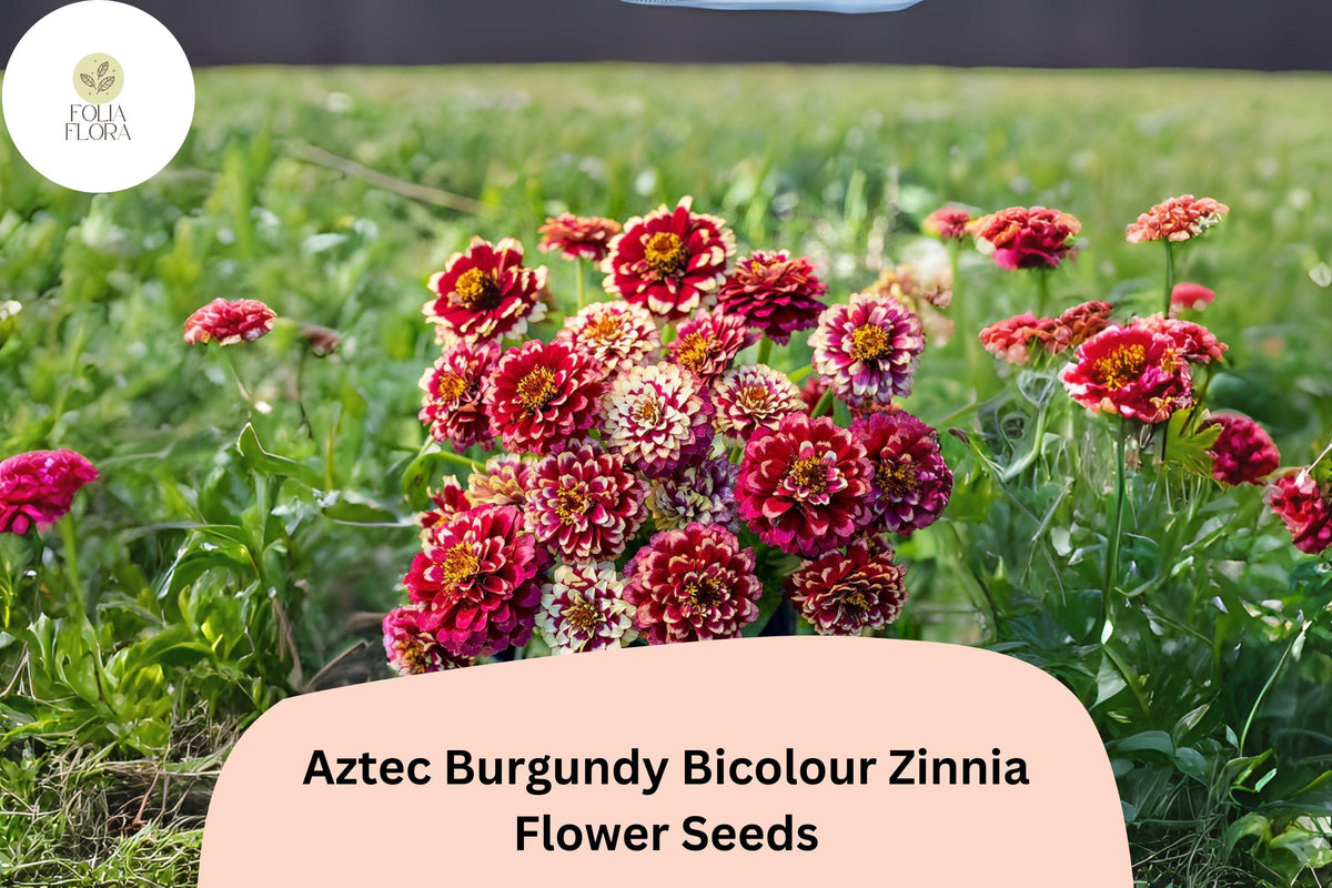 100+ Aztec Burgundy Bicolor Zinnia Seeds – Deep Burgundy & Yellow Blooms, Compact Annual, Zinnia haageana