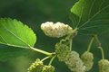 White Mulberry Cuttings 6-8" Morus Alba Organic Fruit Tree Cold Hardy Fast Growing Live Plant